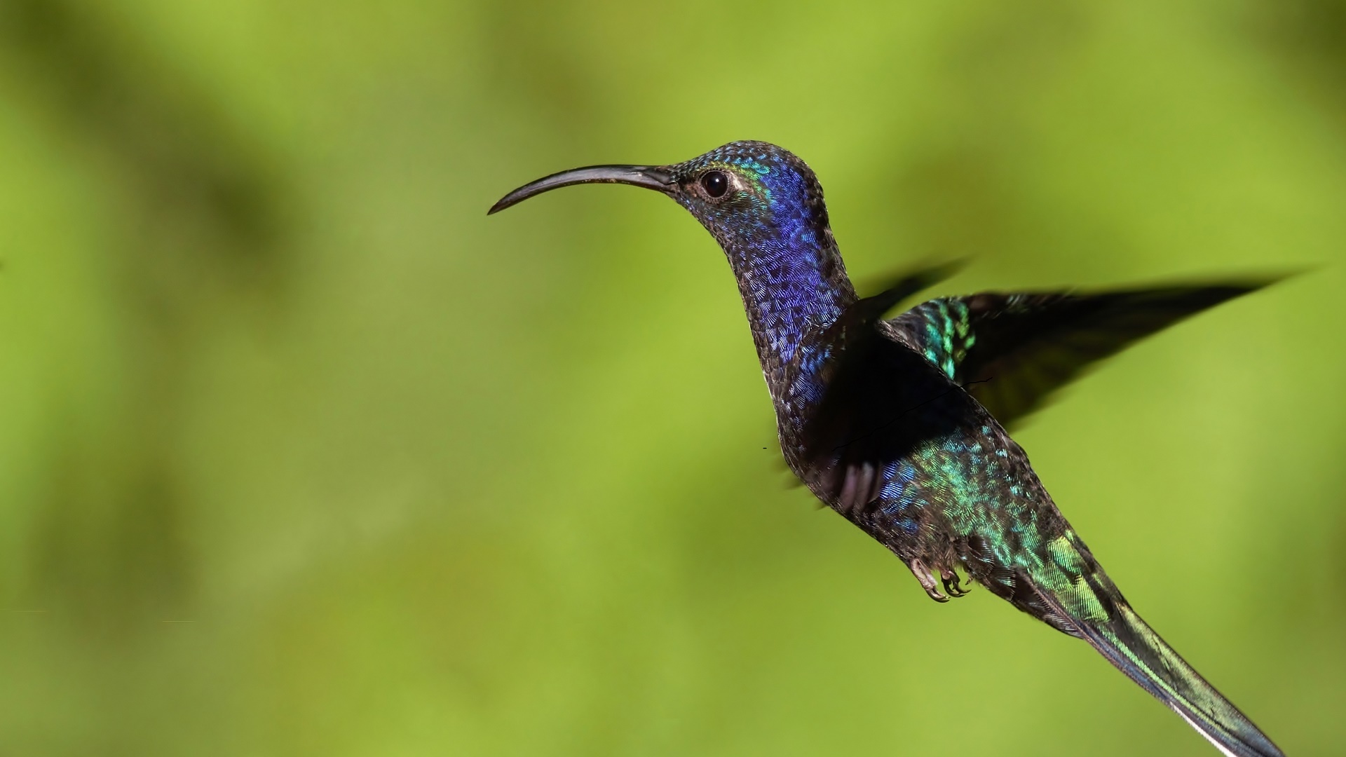 Violet Sabrewing — Ana fotoğraf